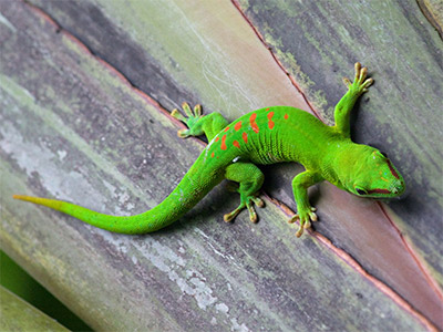 Original Image Original Image