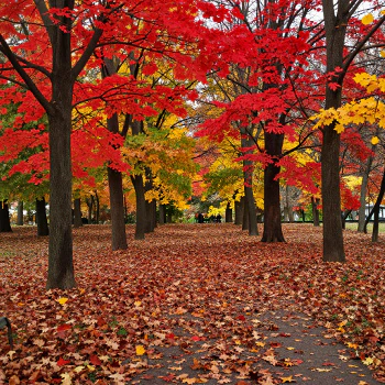 Autumn Park with Red and Yellow Leaves Around