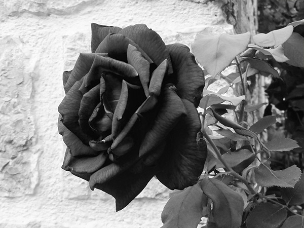 Black & White Black & White