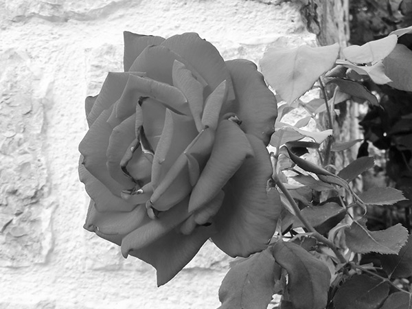 Grayscale Mode Grayscale Mode