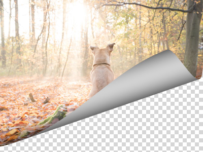 Page Curl Page Curl