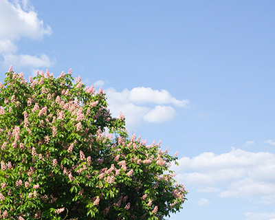 薄い青色の空