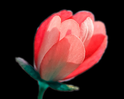 Selection: Black Background Selection: Black Background